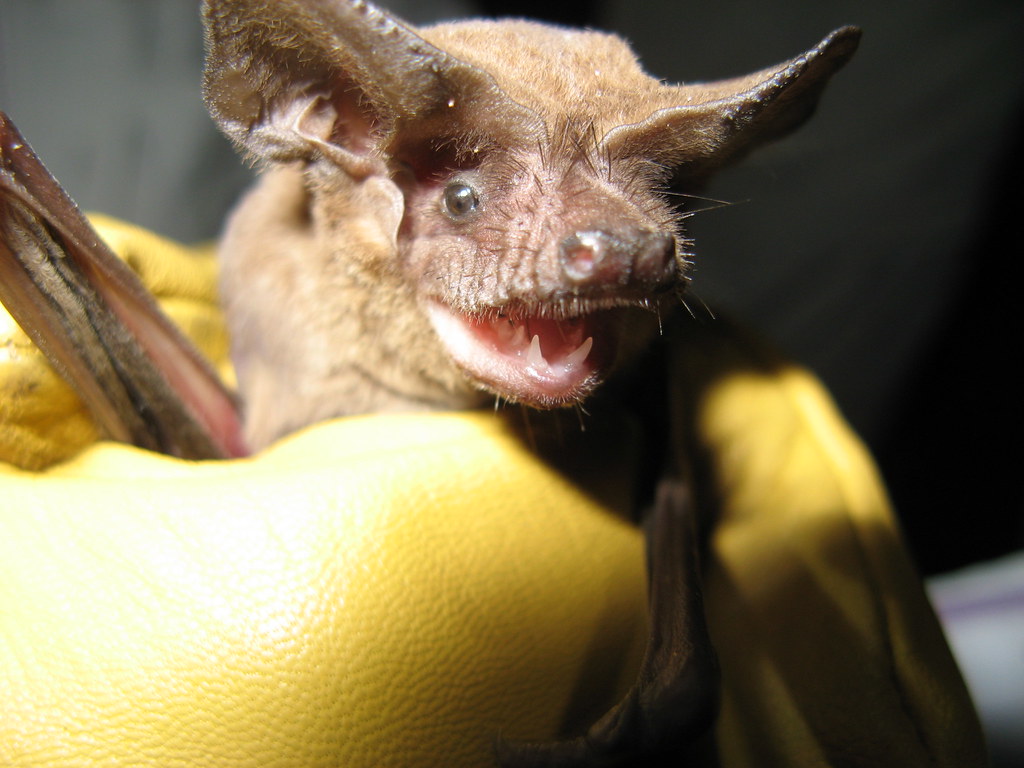 Brazilian Free-tailed Bat - Different Types of Bats