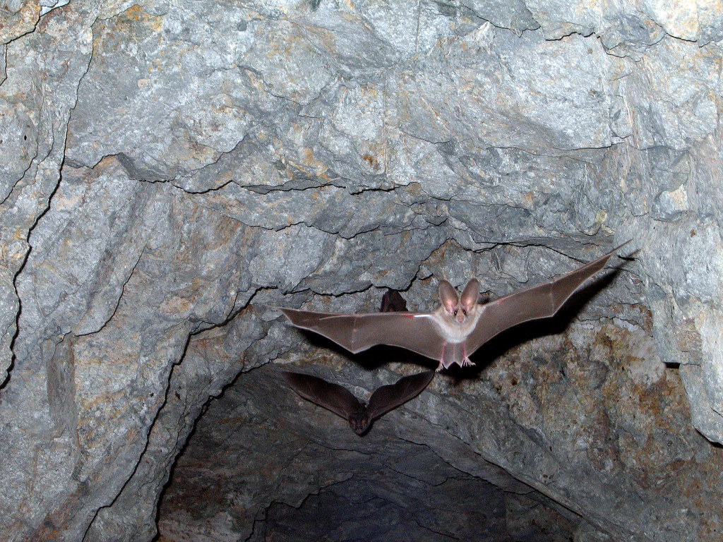 California Leaf-Nosed Bat