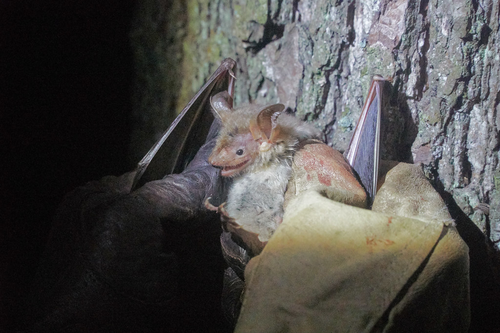 Greater Mouse-eared Bat