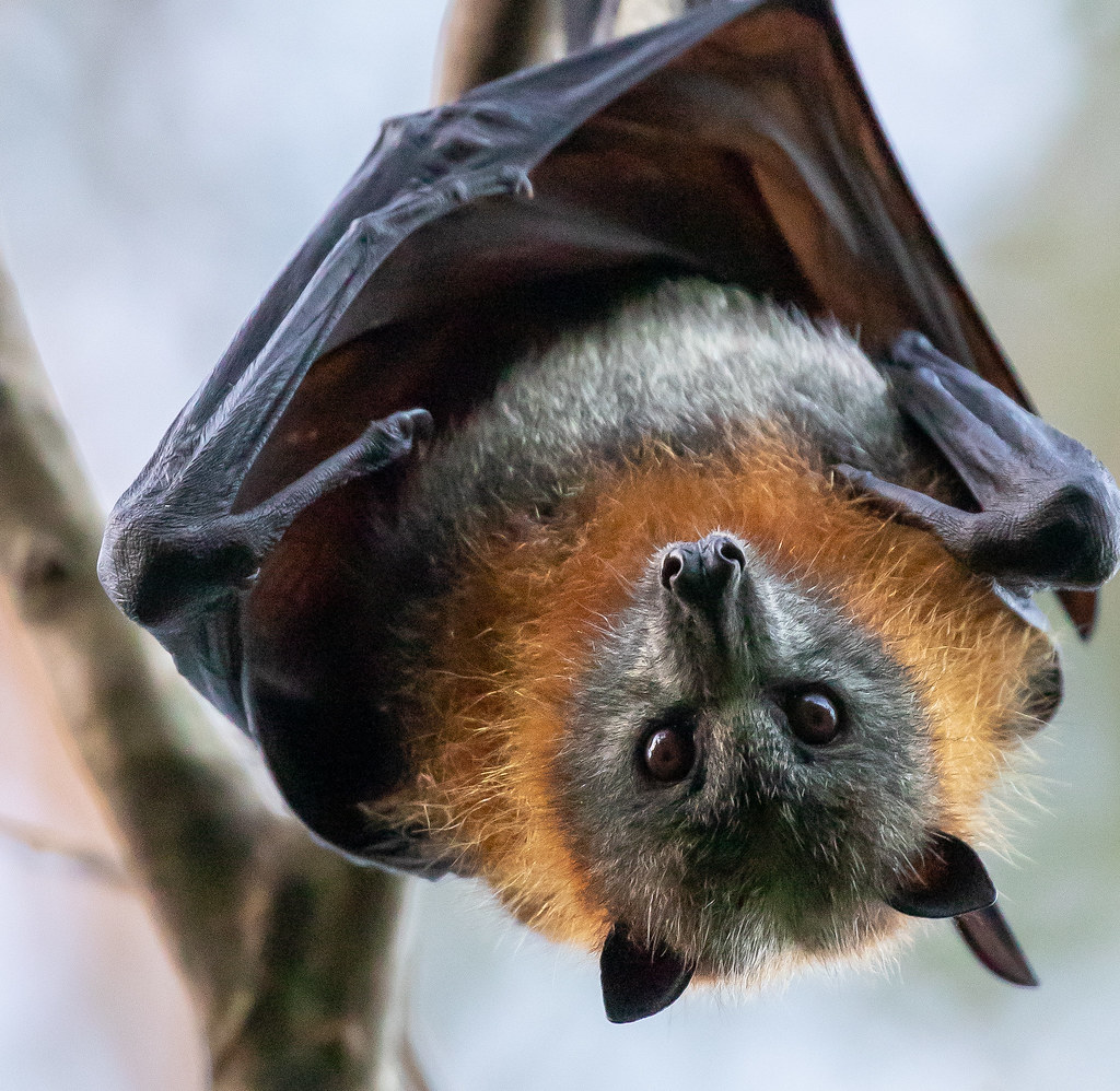 Grey-Headed Flying Fox