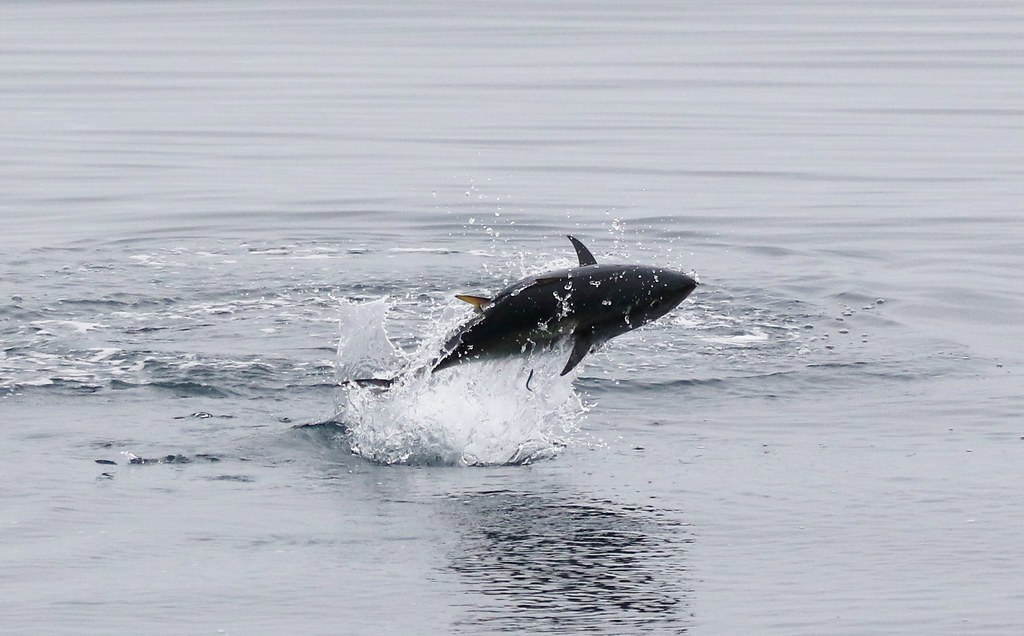 Pacific Bluefin Tuna