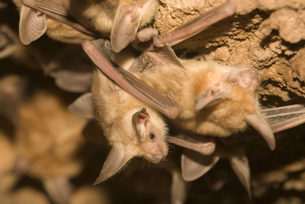 Pallid Bat - Different Types of Bats