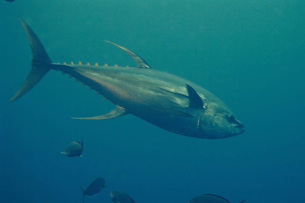 Yellowfin Tuna