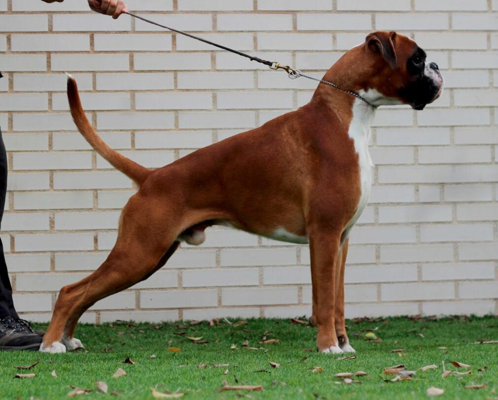 Fawn Boxer