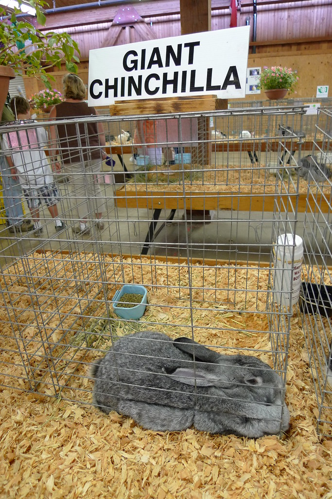 Giant Chinchilla Rabbit