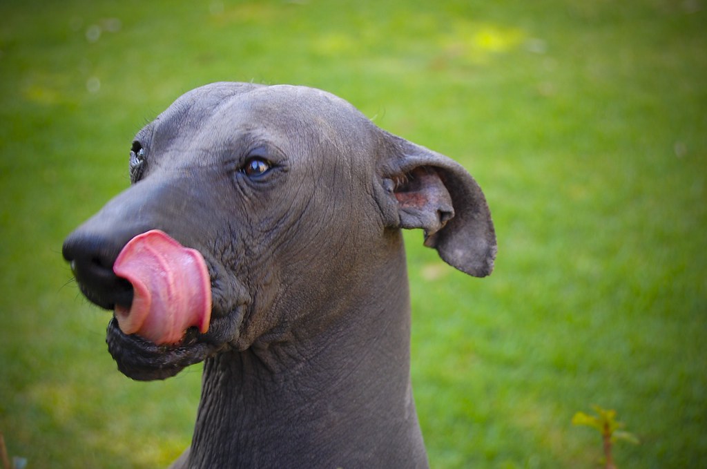 Xoloitzcuintli