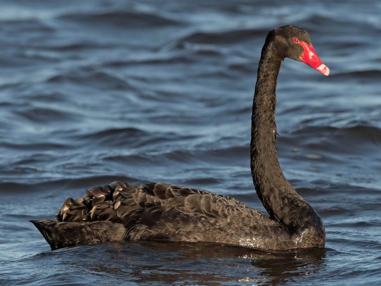10 Fun Facts About Black Swan That Will Amaze You