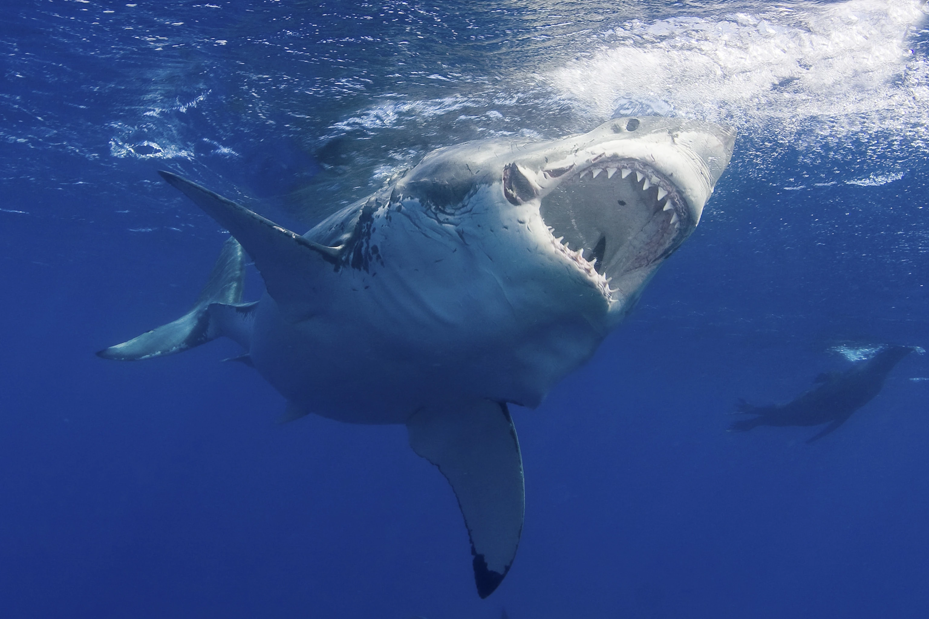Facts About Great White Sharks