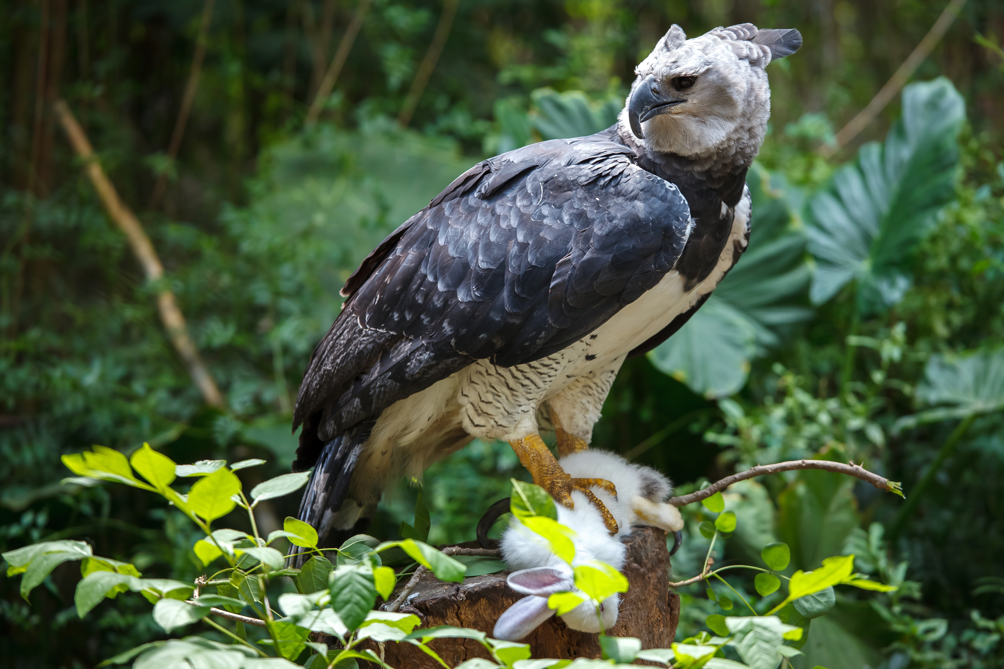 Facts About Harpy Eagle