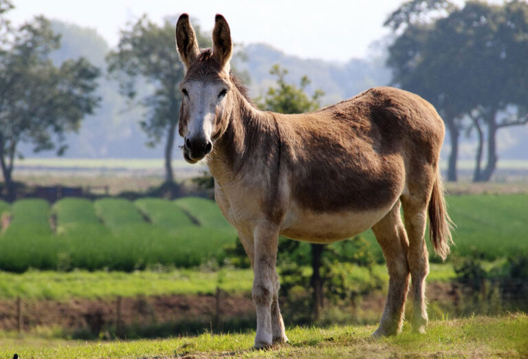 10 Fun Facts About Mules