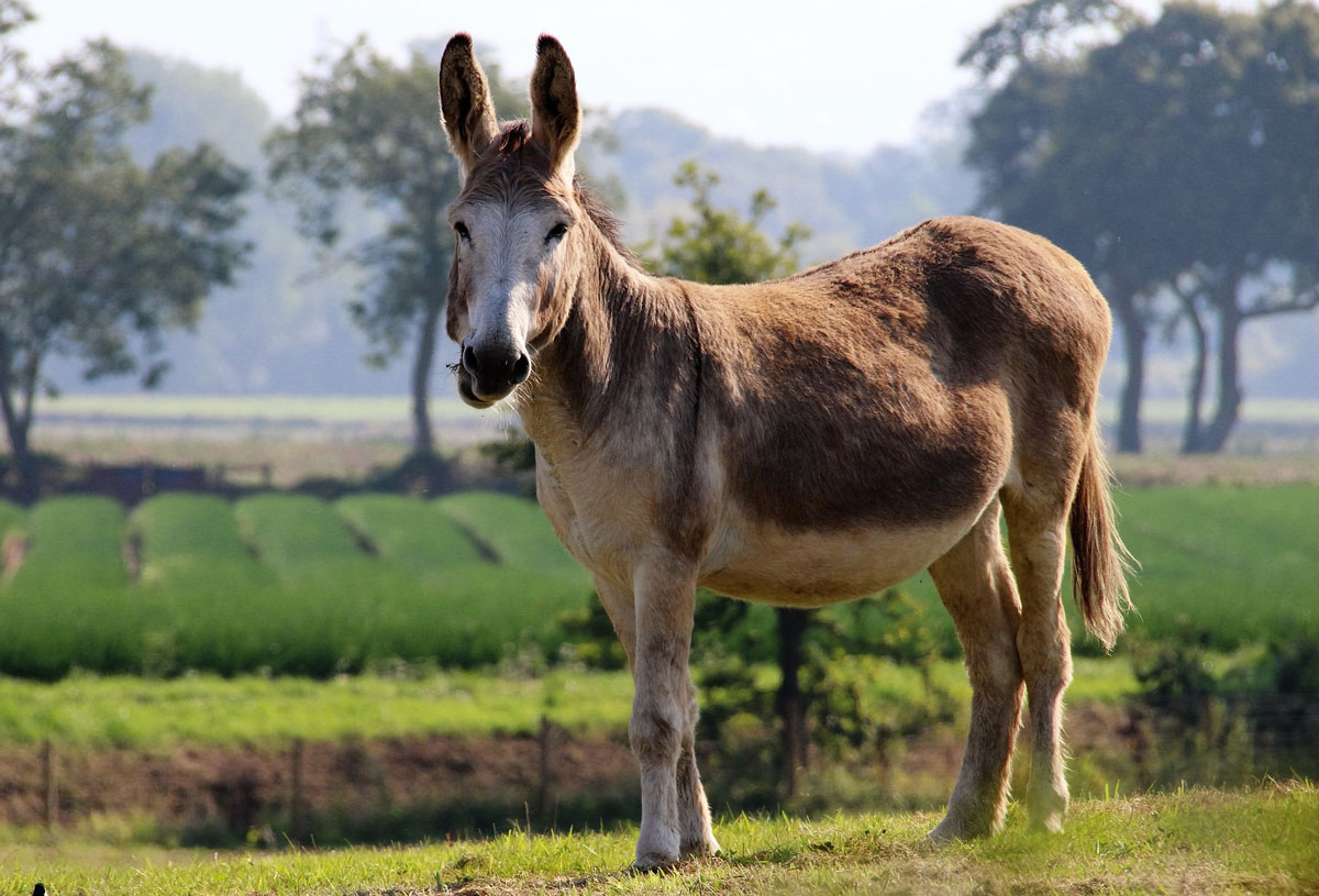 Facts About Mules