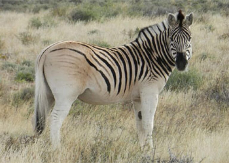 10 Fun Facts About Quagga