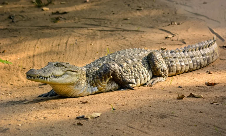10 Facts About Saltwater Crocodiles