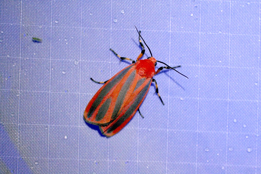 Scarlet -Winged Lichen Moth 