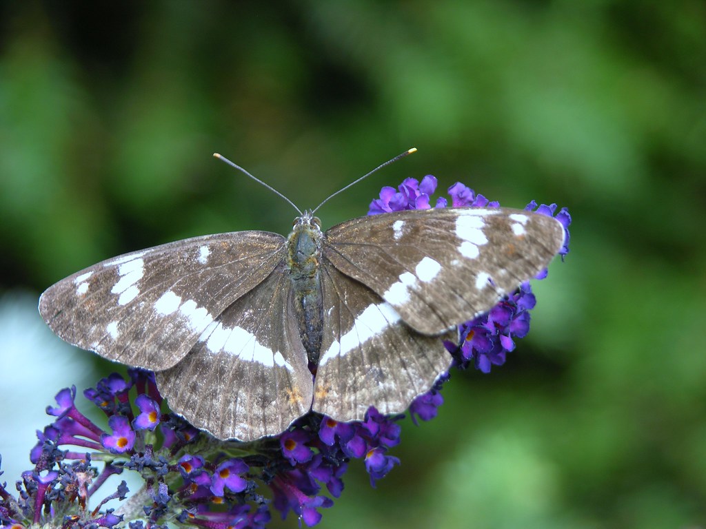 White Admiral Butterfly 