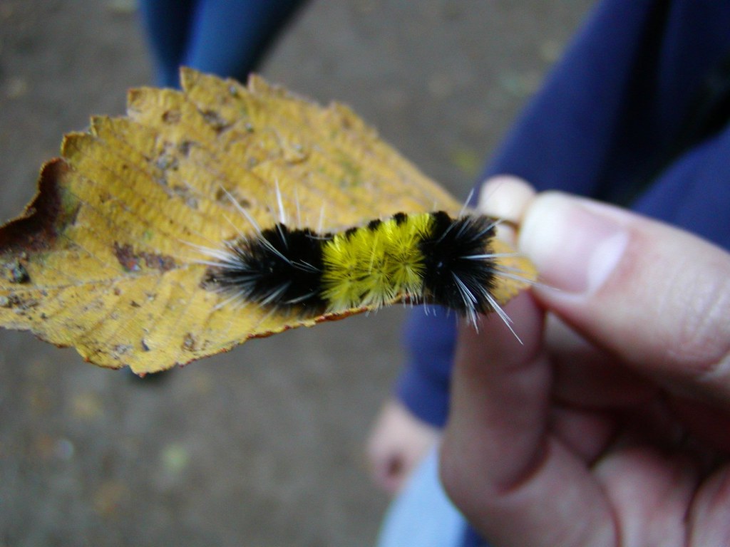Yellow -Necked Caterpillar Moth 