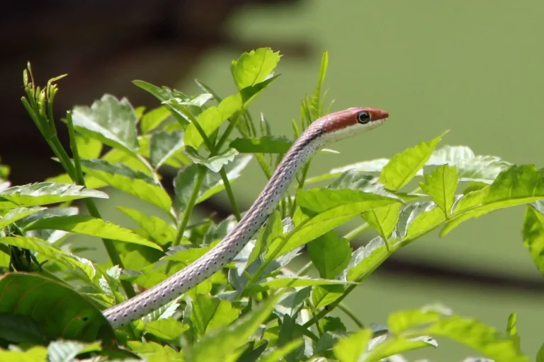 Best Snake Repellent Plants: 15 Plants to Keep Snakes Away
