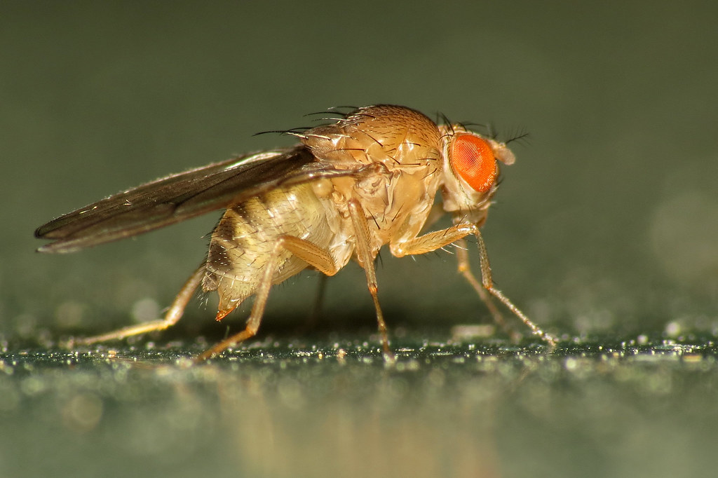 Fruit Fly - Types of Flies in the House