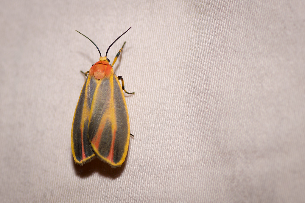 Painted Lichen Moth 