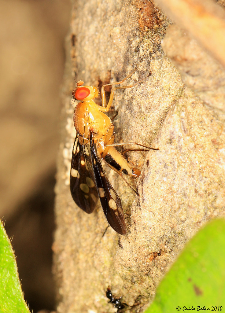 Peacock Fly