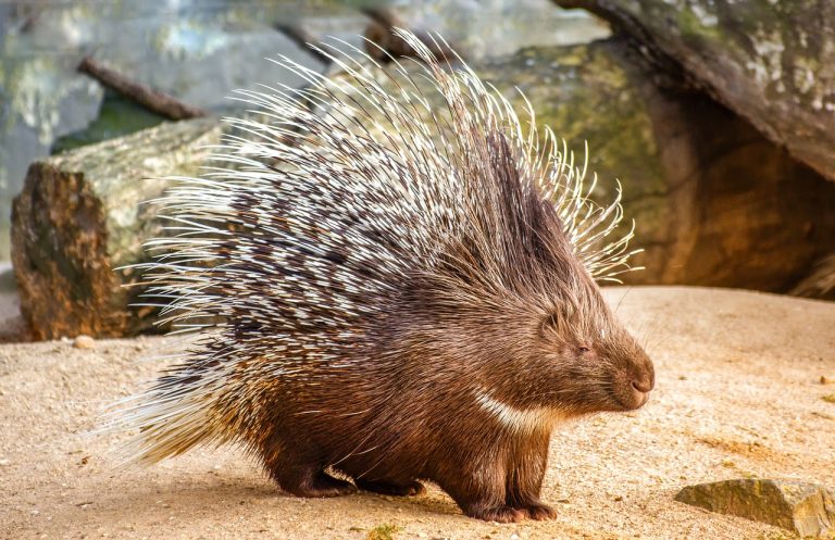 Porcupine: Profile and Information
