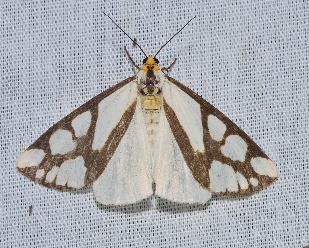 Reversed Haploa Moth