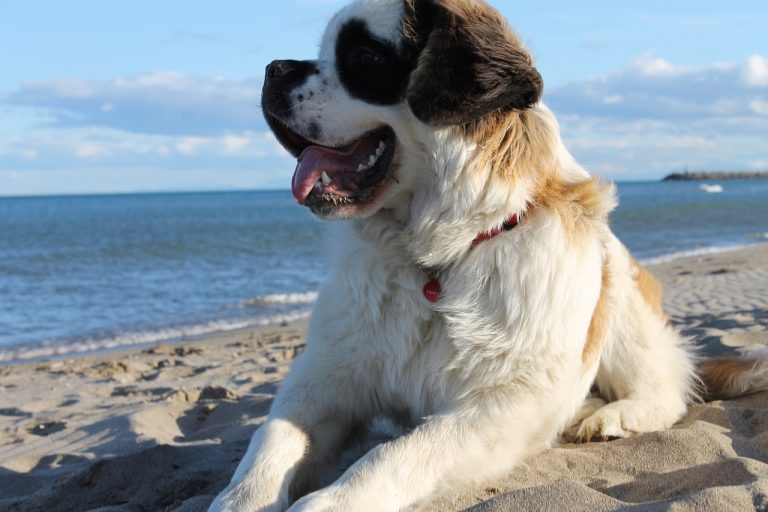 Saint Bernard: Dog Breed Profile and Information