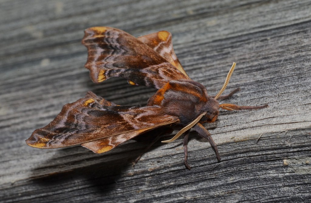 Small-eyed Sphinx Moth