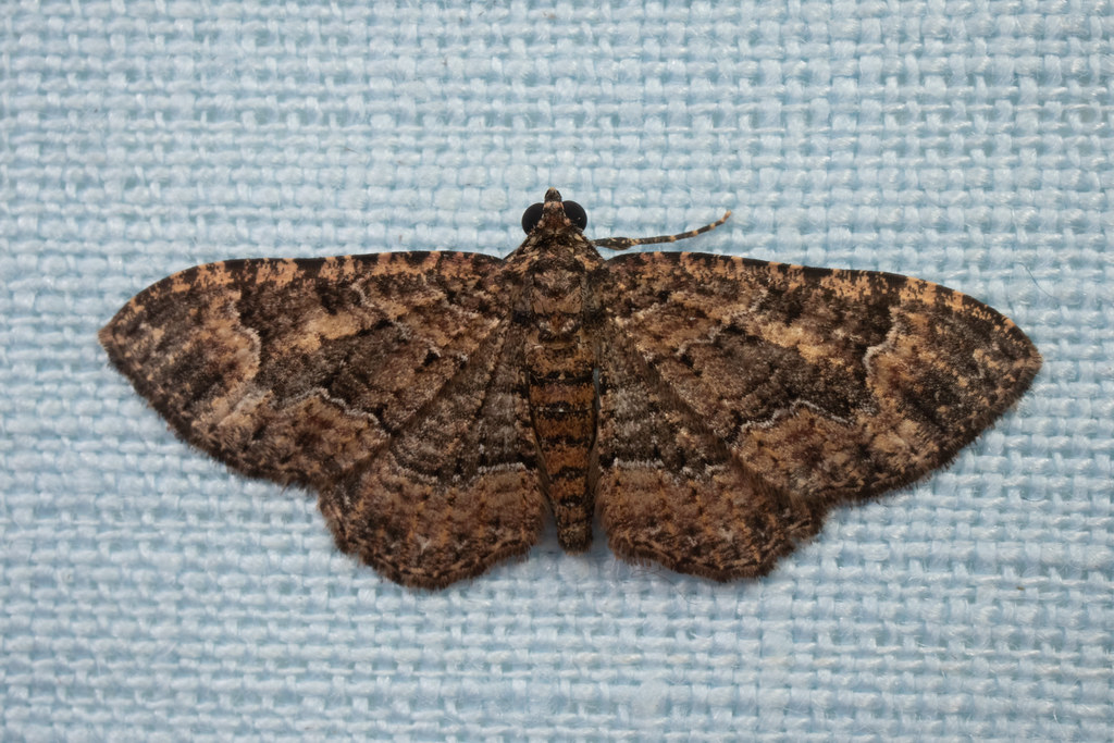 Somber Carpet Moth
