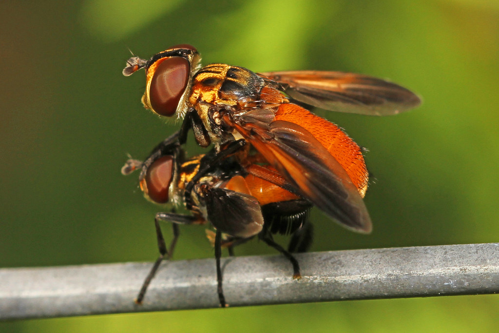 Tachinid Fly