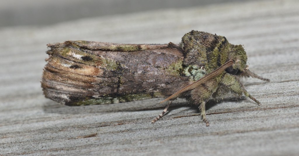 Unicorn Caterpillar Moth
