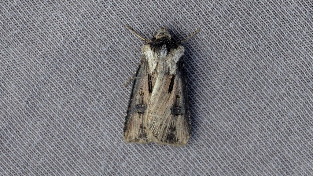 Venerable Dart Moth