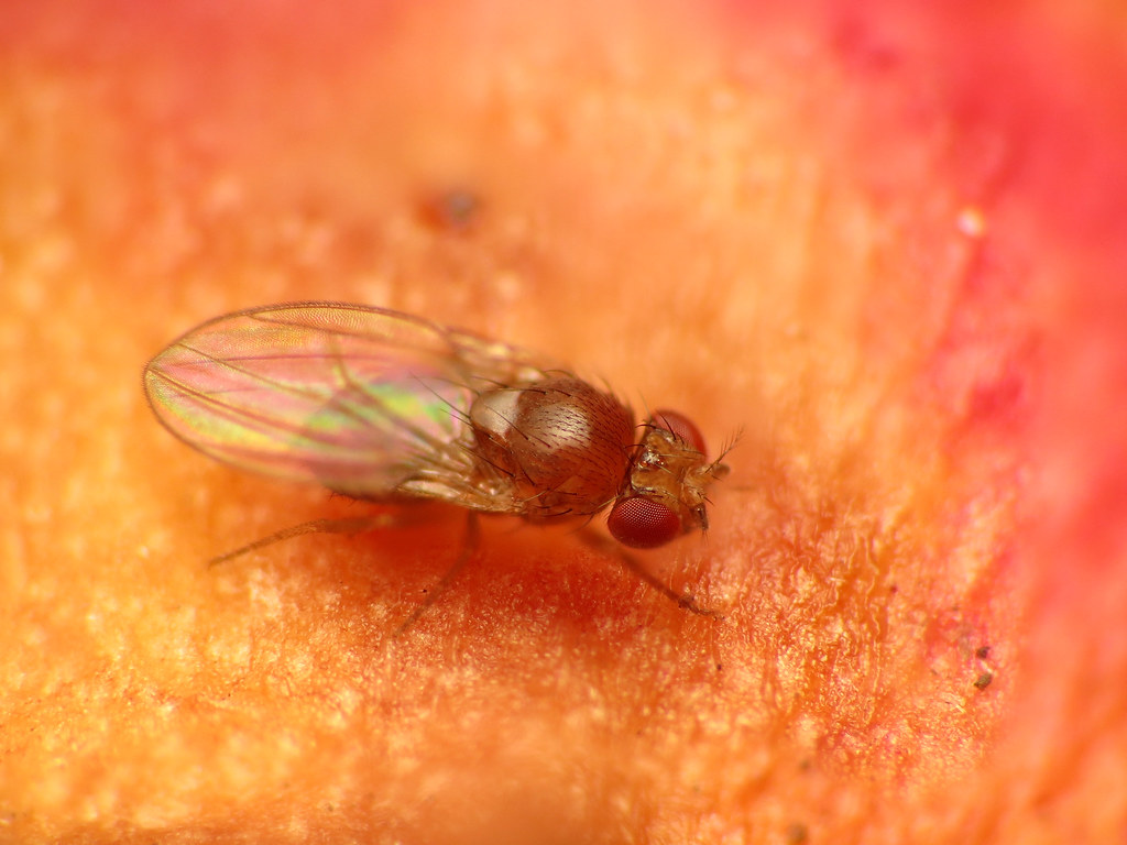 Vinegar Fly