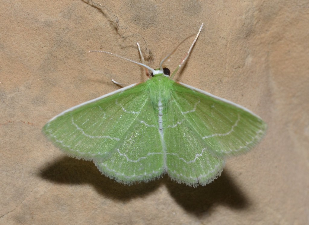 Wavy-lined Emerald Moth