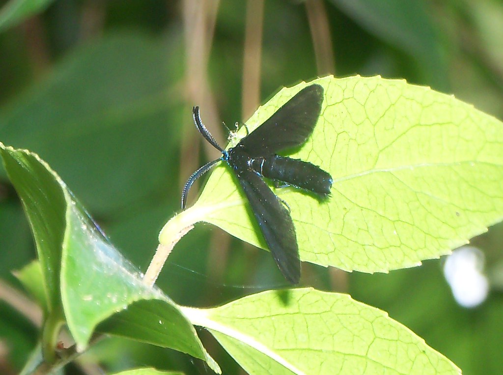 Western Grapeleaf Skeletonizer Moth