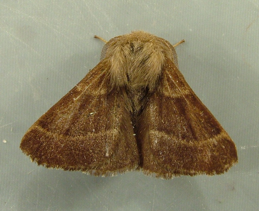 Western Tent Moth