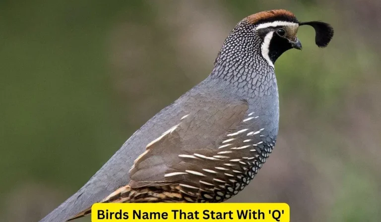 3 Birds That Start With Q