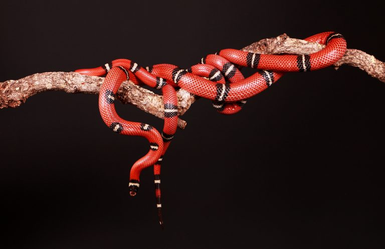 List of Coral Snakes in Texas