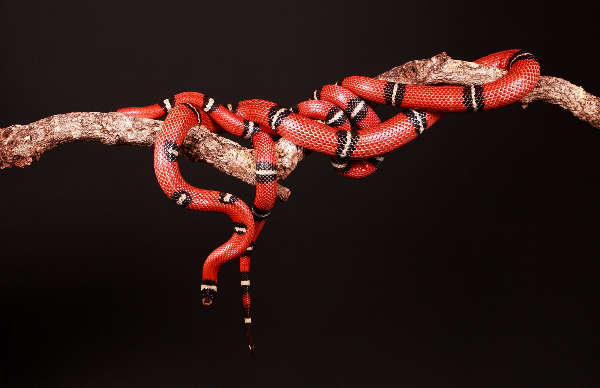 Coral Snakes in Texas