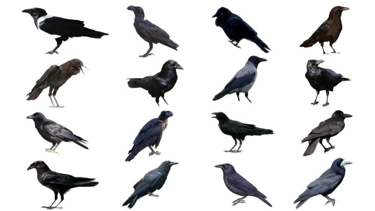 21 Different Species of Crows and Their Unique Traits