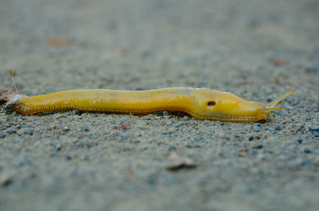 Banana Slug