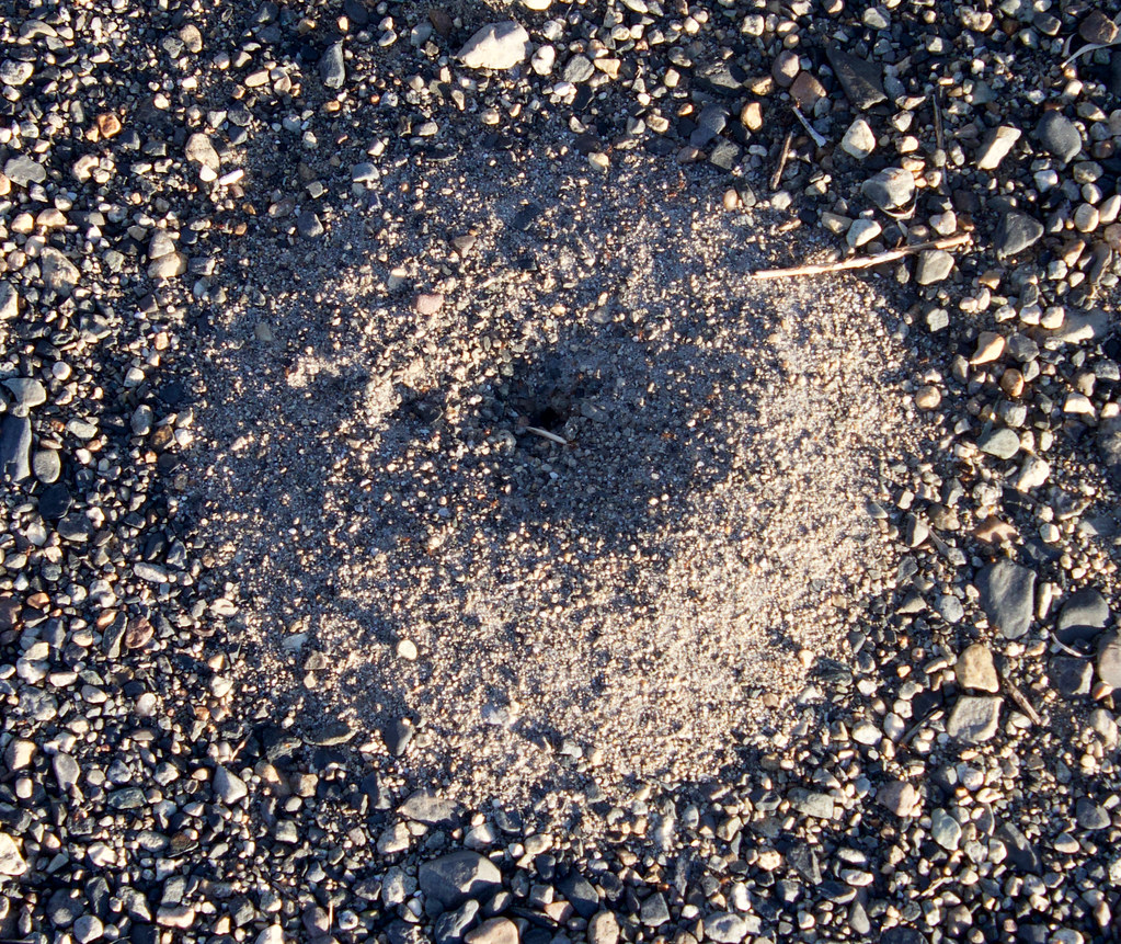 Bicolored Pyramid Ant