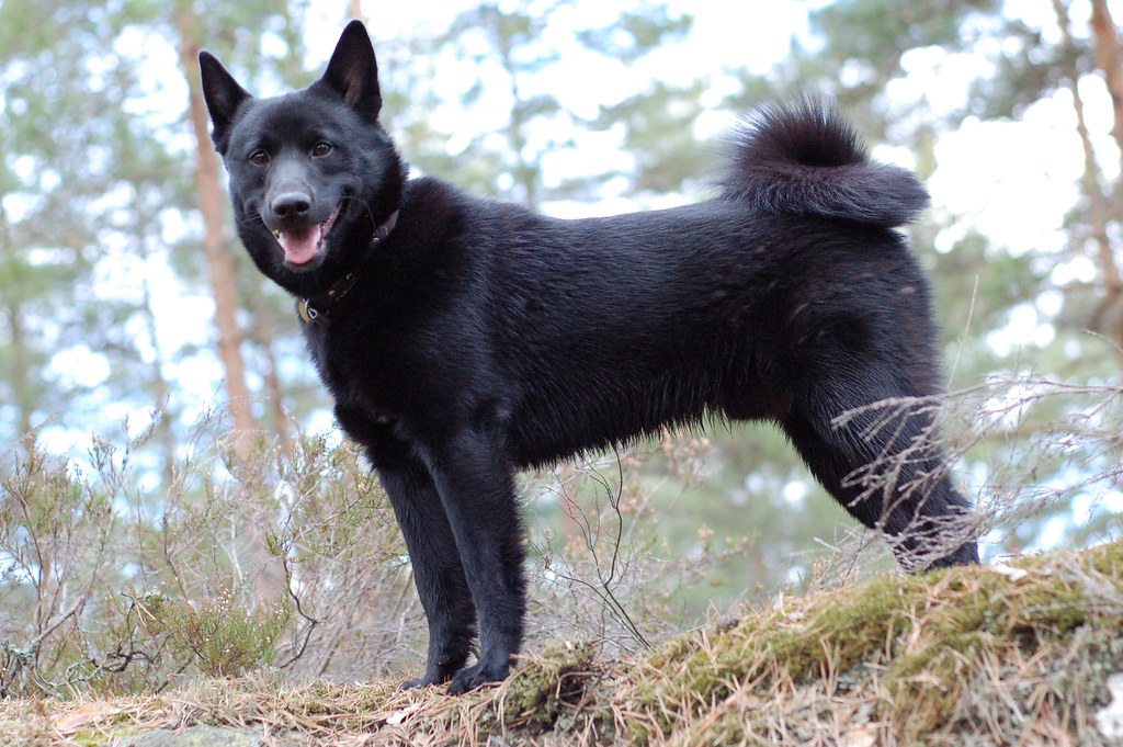 Black Norwegian Elkhound