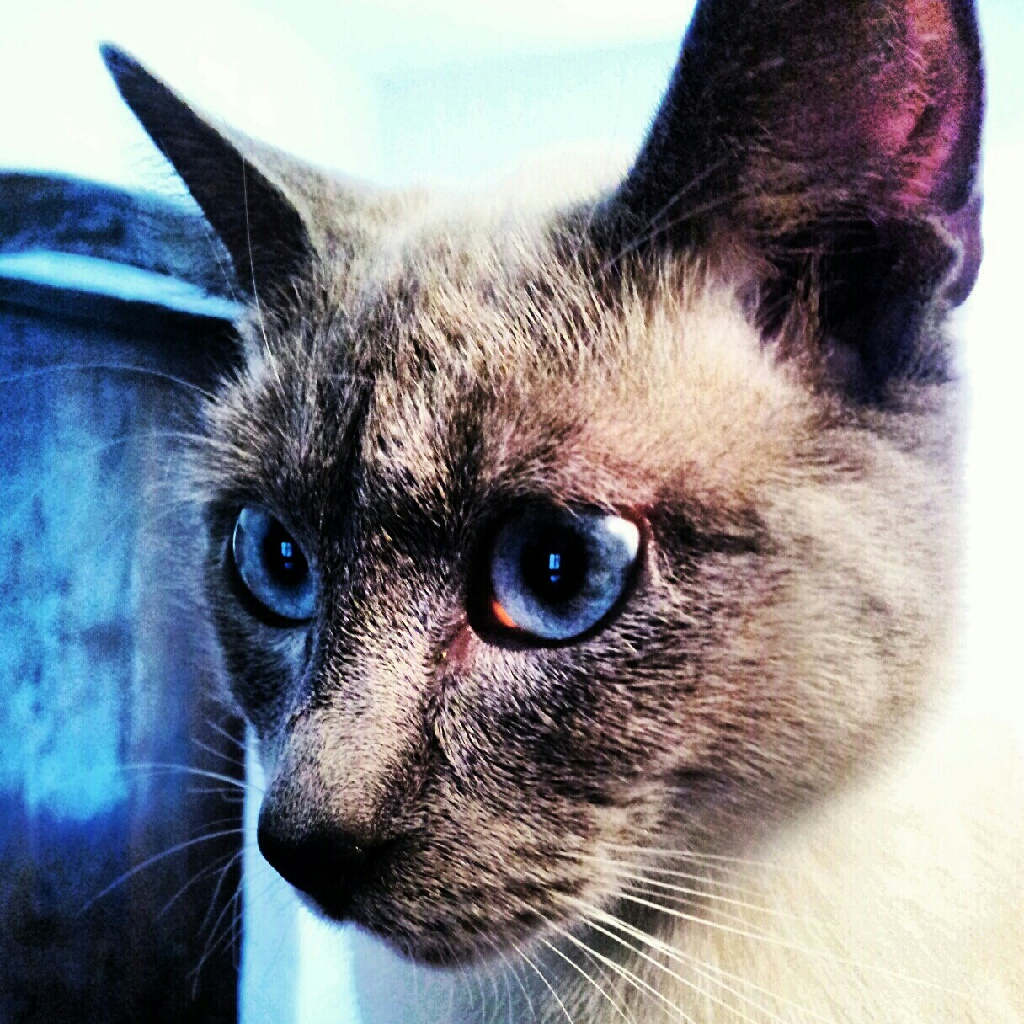 Blue Point Siamese