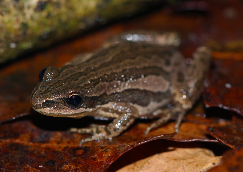 Boreal Chorus Frog