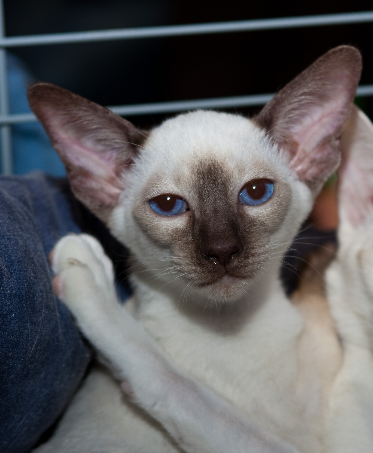 Chocolate Point Siamese Cat
