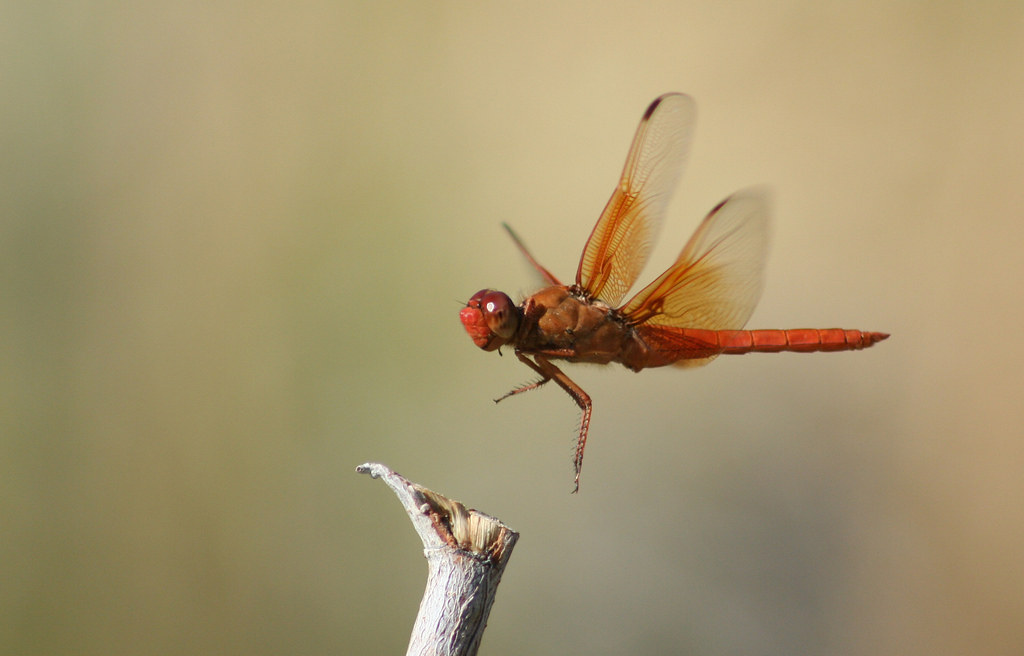 Flame Skimmer
