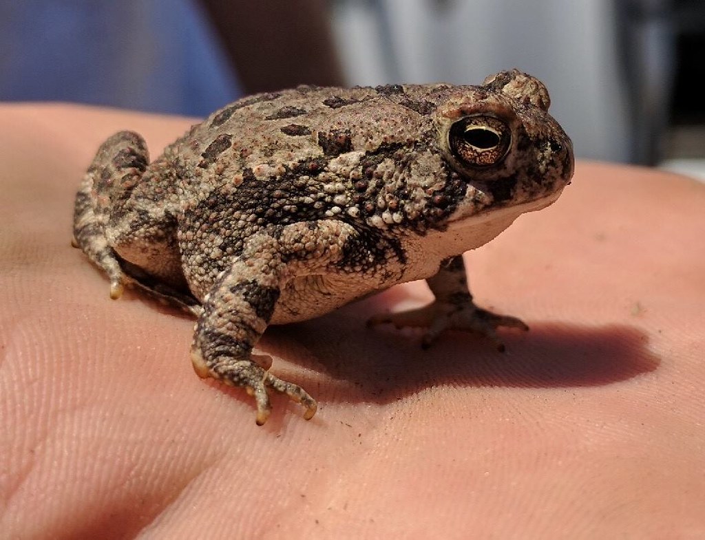 Fowler's Toad