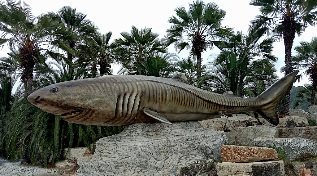 Greenland Shark