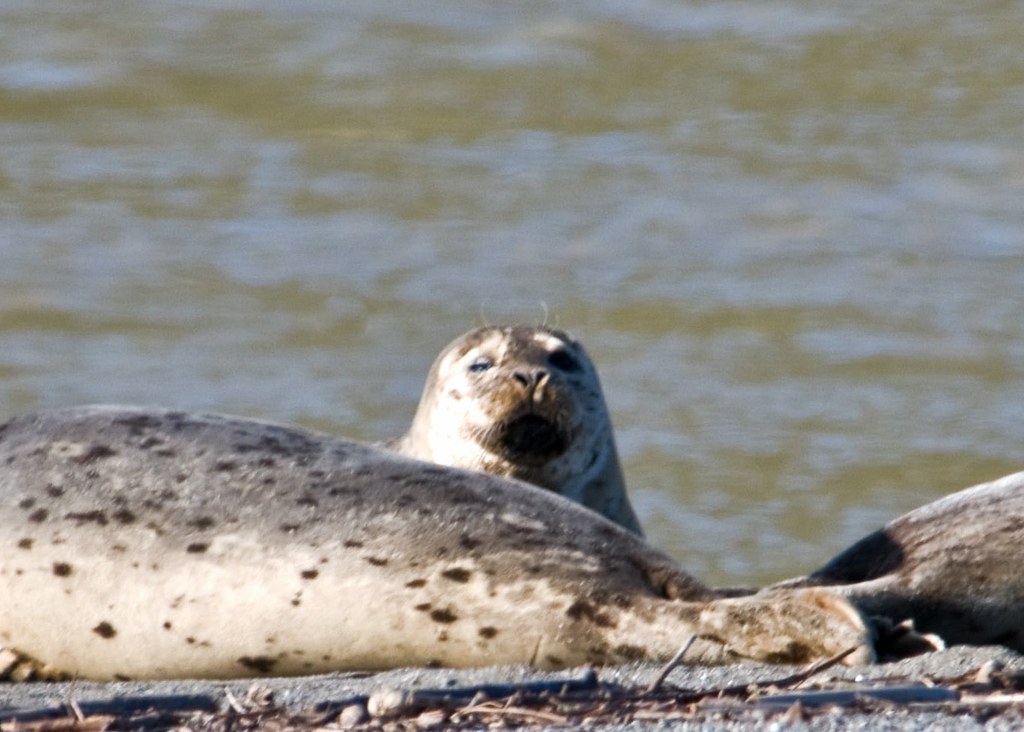 Harbor Seal